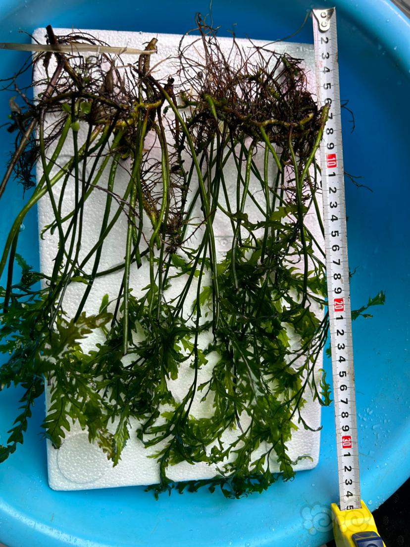 红箦藻，黑木蕨，青木蕨打包出-图1