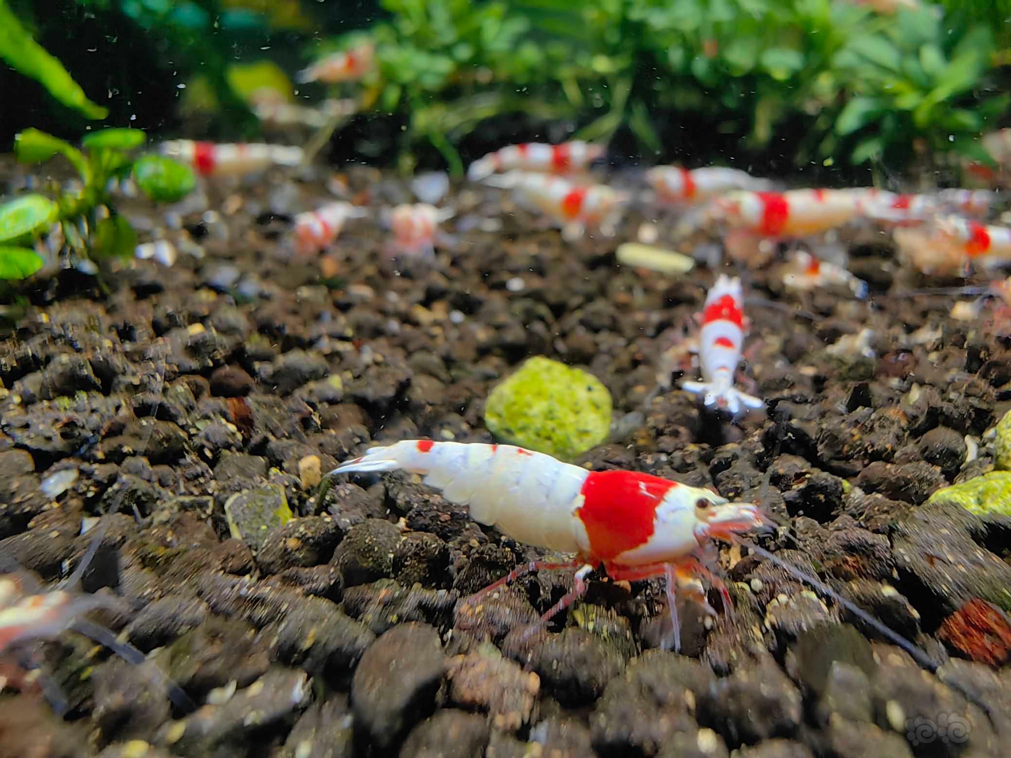 【水晶虾】出花虎和纯血红白水晶虾山东发货-图5