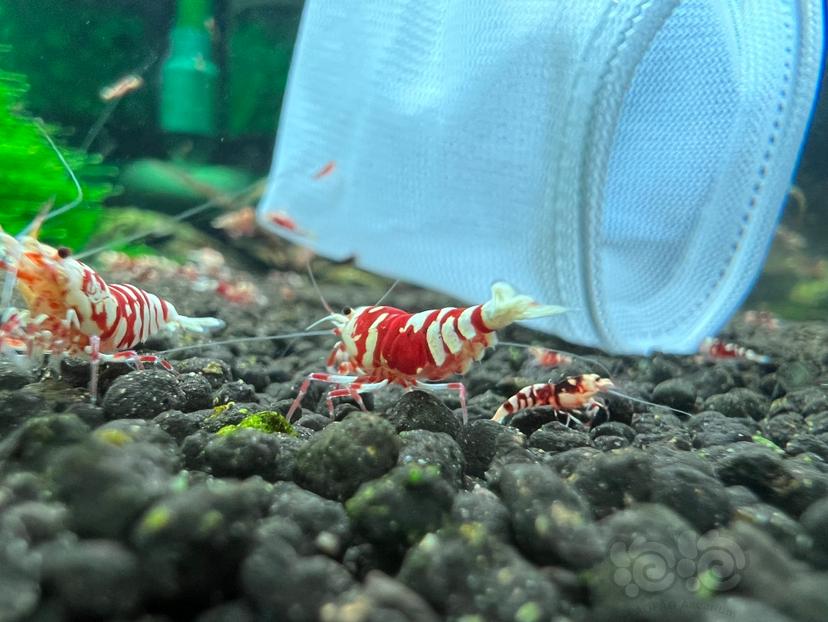 【虾】2023-04-18#RMB拍卖红花虎母虾一份9只-图6