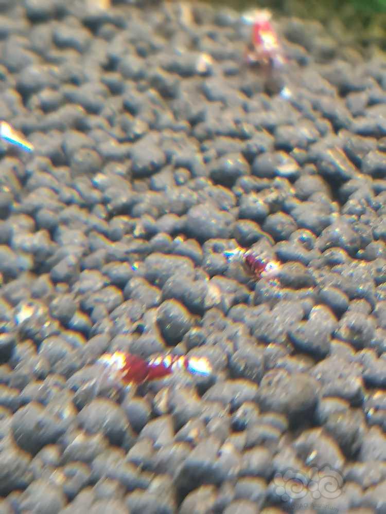 红花虎小虾有几只颜色挺深的-图6