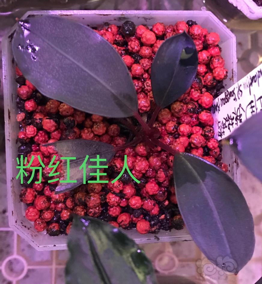 水上养殖的辣椒榕和水榕-图3