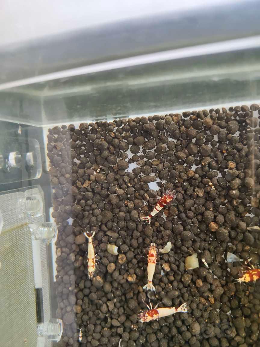 【水晶虾】洞头和红白剩下不多了。打包出-图2