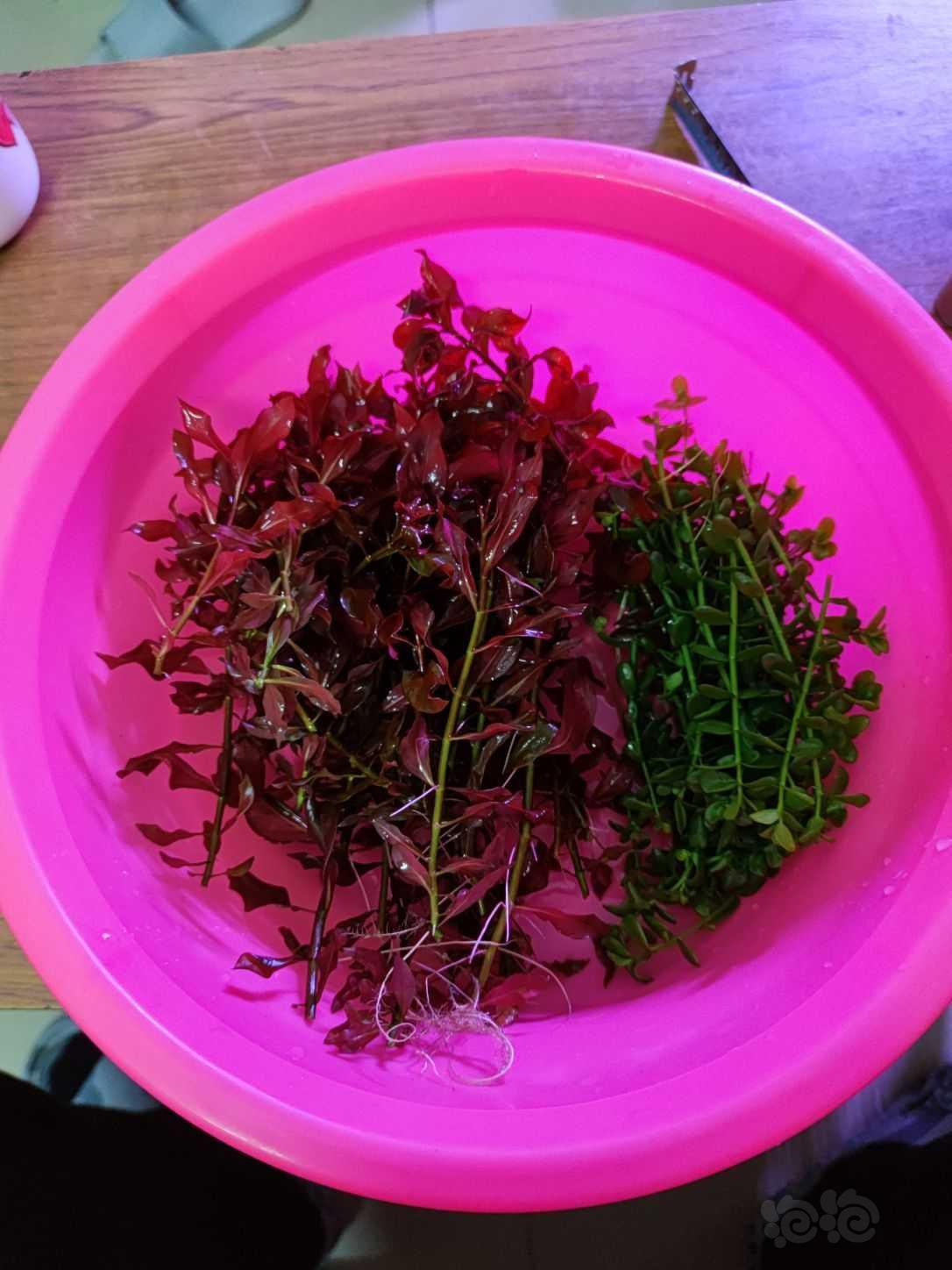 【出售】15块出打头紫红丁香和瓜子对叶，脸盆直径30厘米-图1