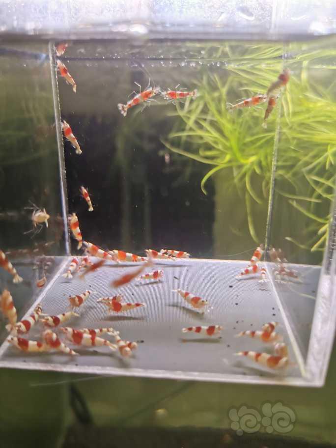 【虾】2023-04-21#RMB拍卖红白水晶虾40只-图1