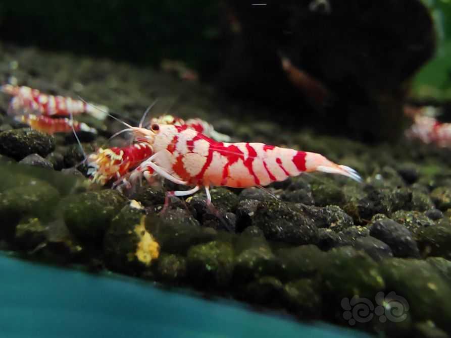【水晶虾】出售6只优质太极红花虎-图5