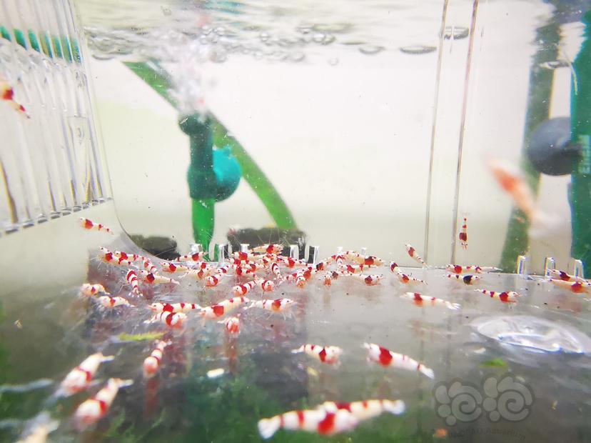 【虾】2023-04-26#RMB拍卖红白幼虾一组100只-图2