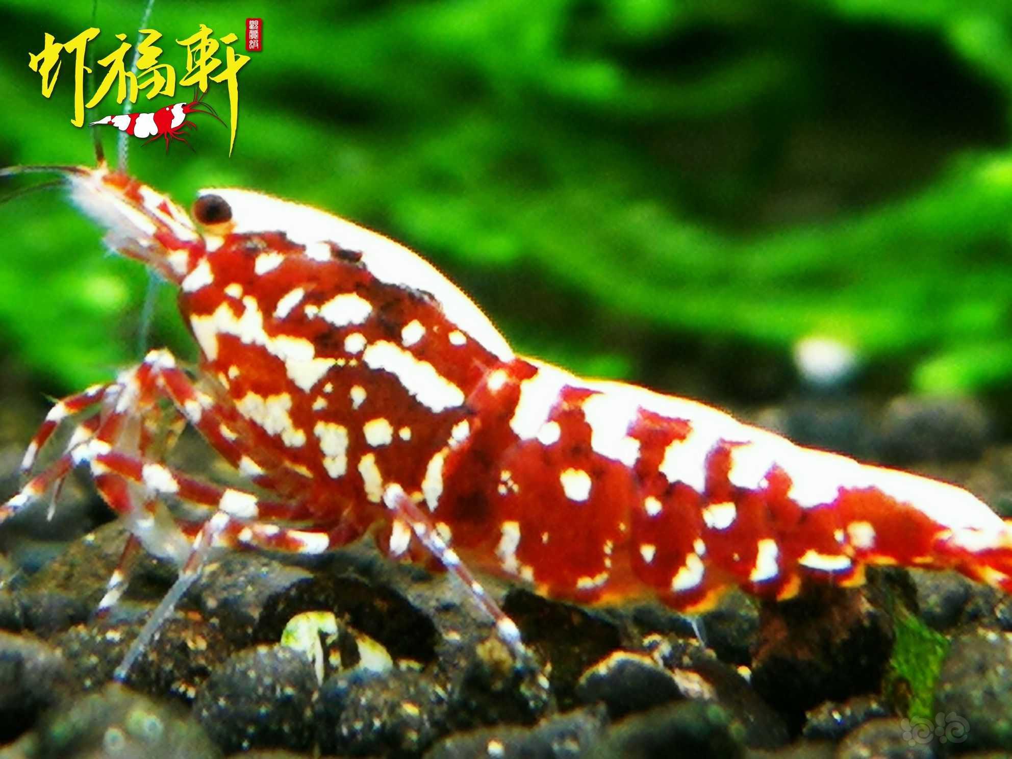 【虾】2023-04-23#RMB拍卖#深红银河雪花2只-图4