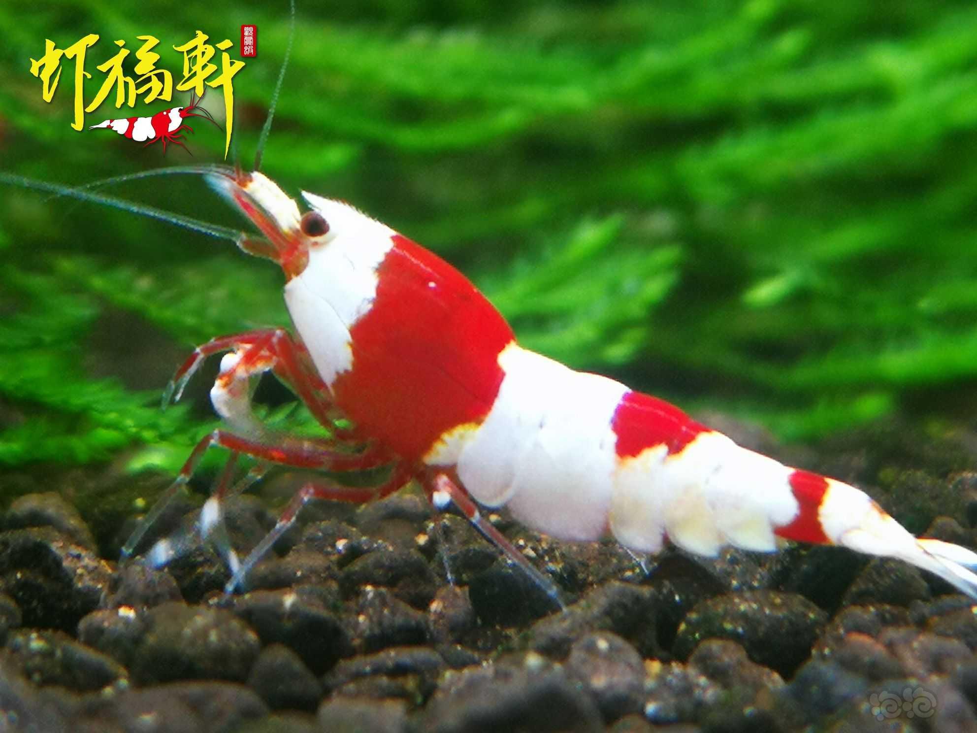 【虾】2023-04-19#RMB拍卖#红白丸子6只-图2