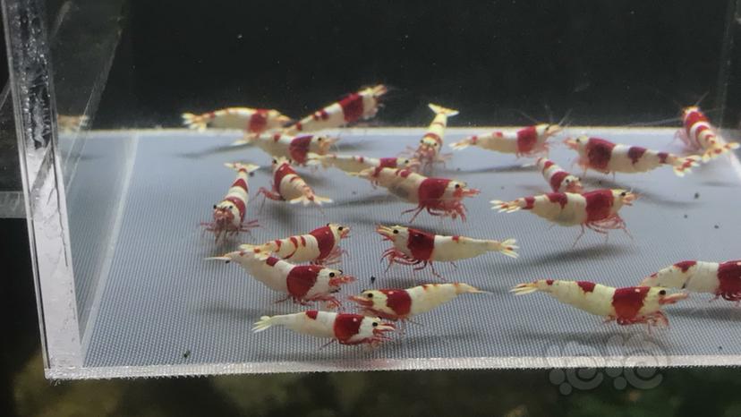 【水晶虾】出红白繁殖组-图4