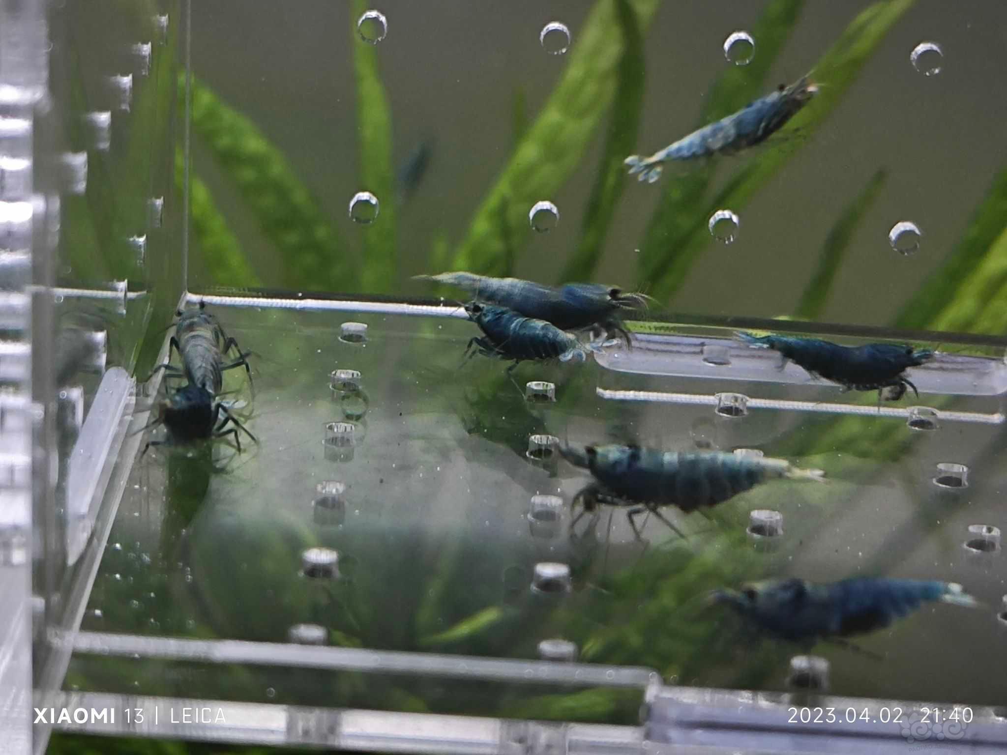 【水晶虾】出一份10只蓝金刚繁殖组-图3