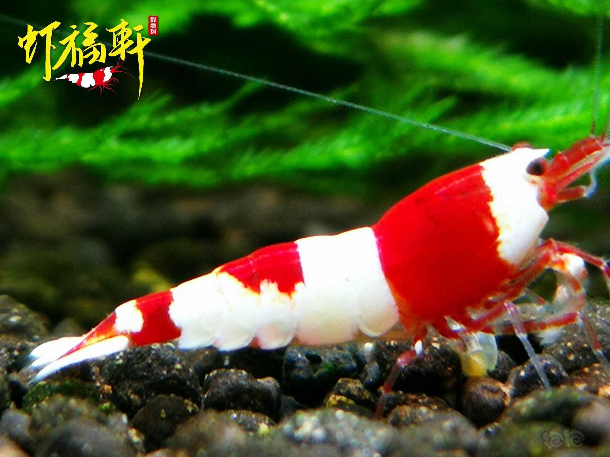【虾】2023-04-20#RMB拍卖#红白丸禁小亚成8只-图3