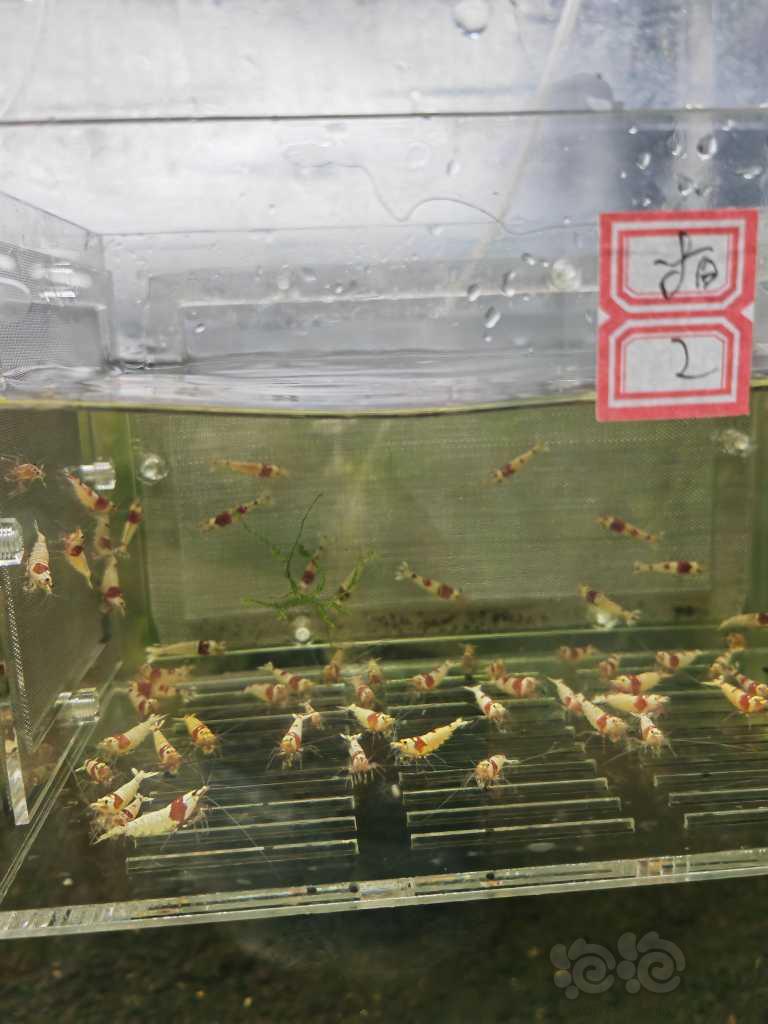 【虾】2023-04-2#RMB拍卖红白成虾60只-图1