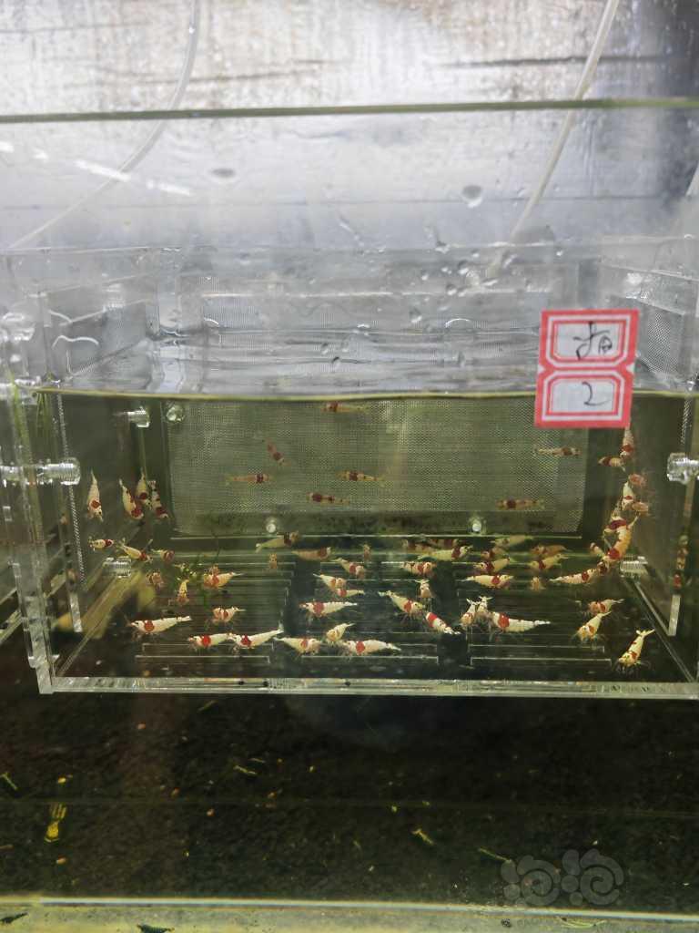 【虾】2023-04-2#RMB拍卖红白成虾60只-图2