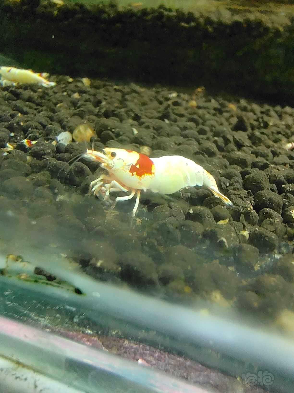 【水晶虾】水晶虾-图5