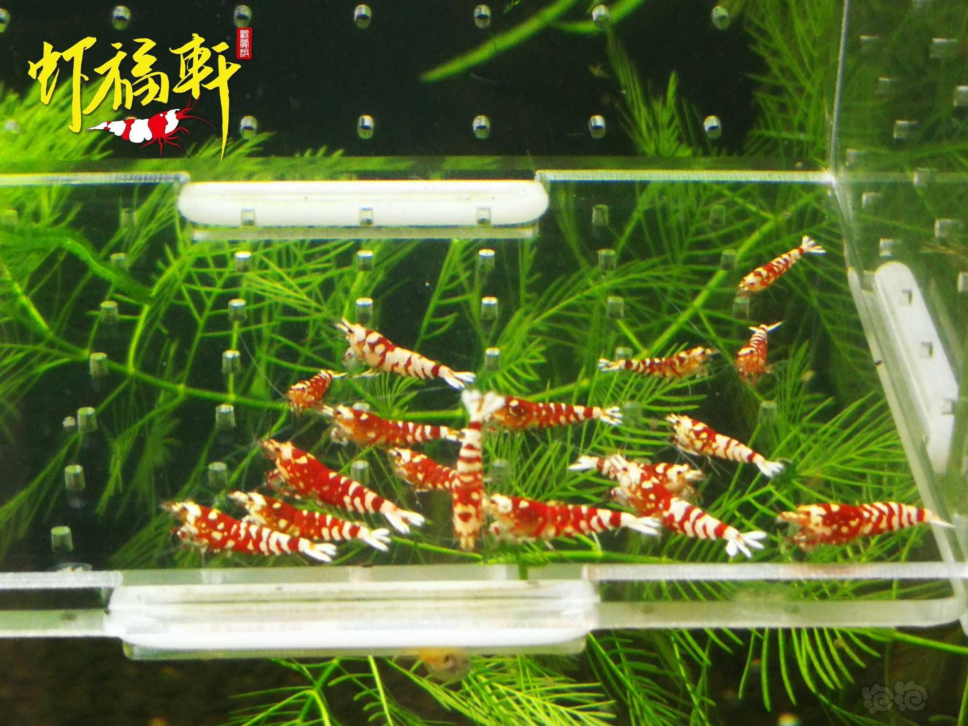 【虾】2023-04-17#RMB拍卖#红花虎苗20只-图2