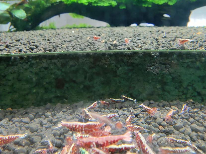 【水晶虾】出点红银河苗-图3