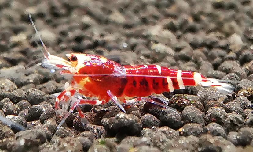 【虾】2023-04-06#RMB拍卖金属红幼虾一组6只-图5