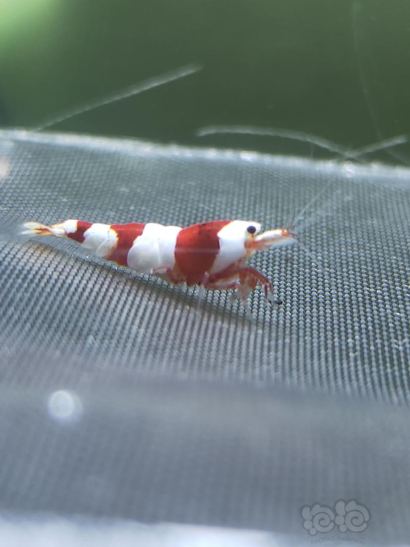 【水晶虾】红白水晶虾-图5