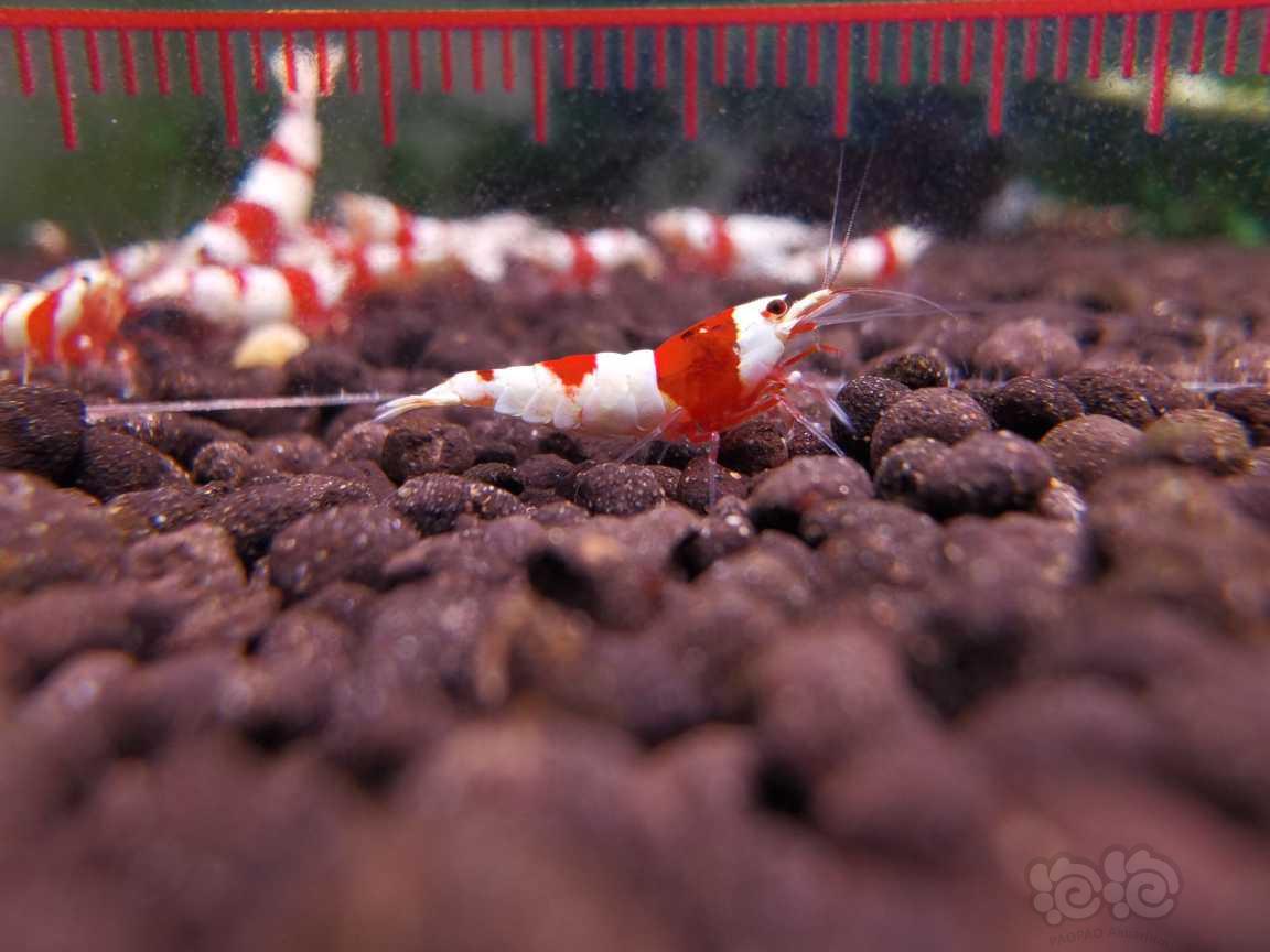 【水晶虾】长春出系统红白小虾-图8