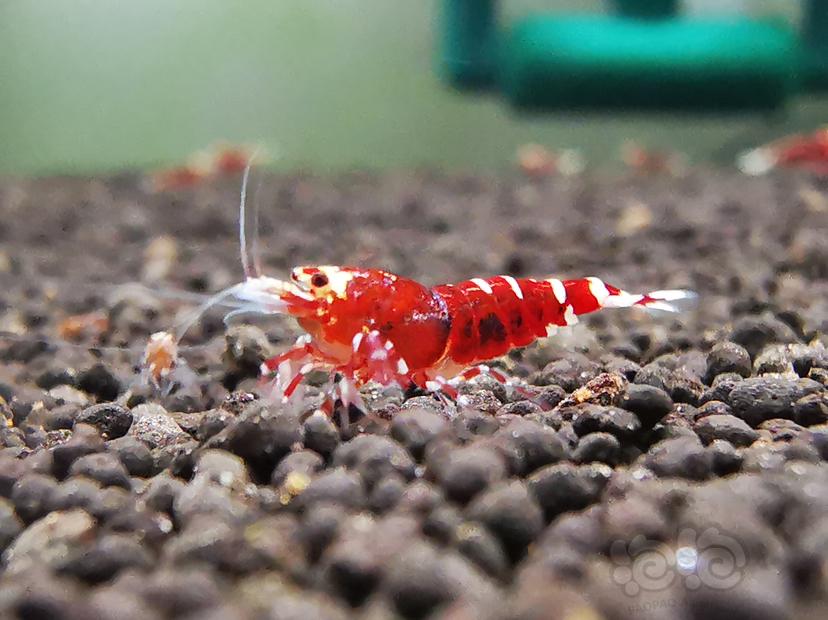 【虾】2023-04-24#RMB拍卖金属红幼虾一组6只-图6