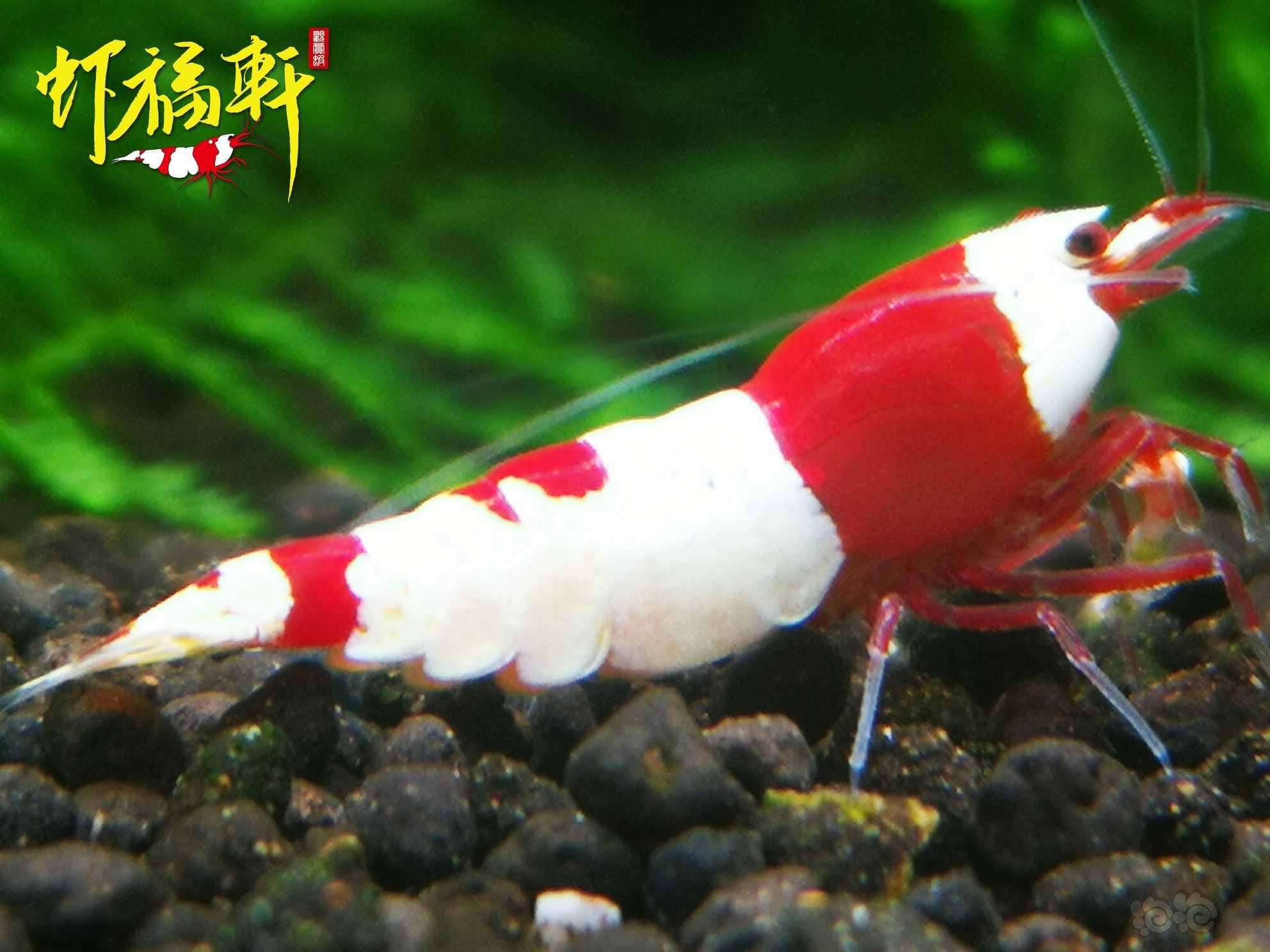 【虾】2023-04-19#RMB拍卖#红白丸子6只-图1