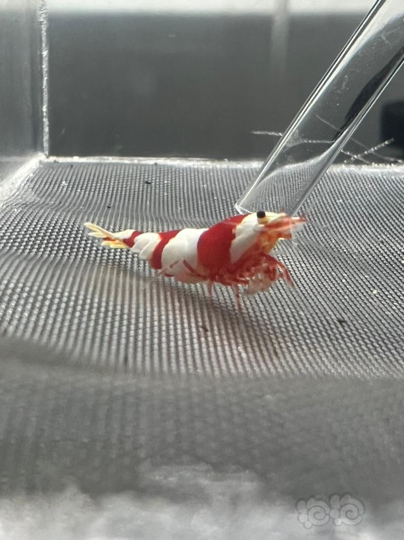 【水晶虾】出苦咖啡血统红白水晶虾-图6
