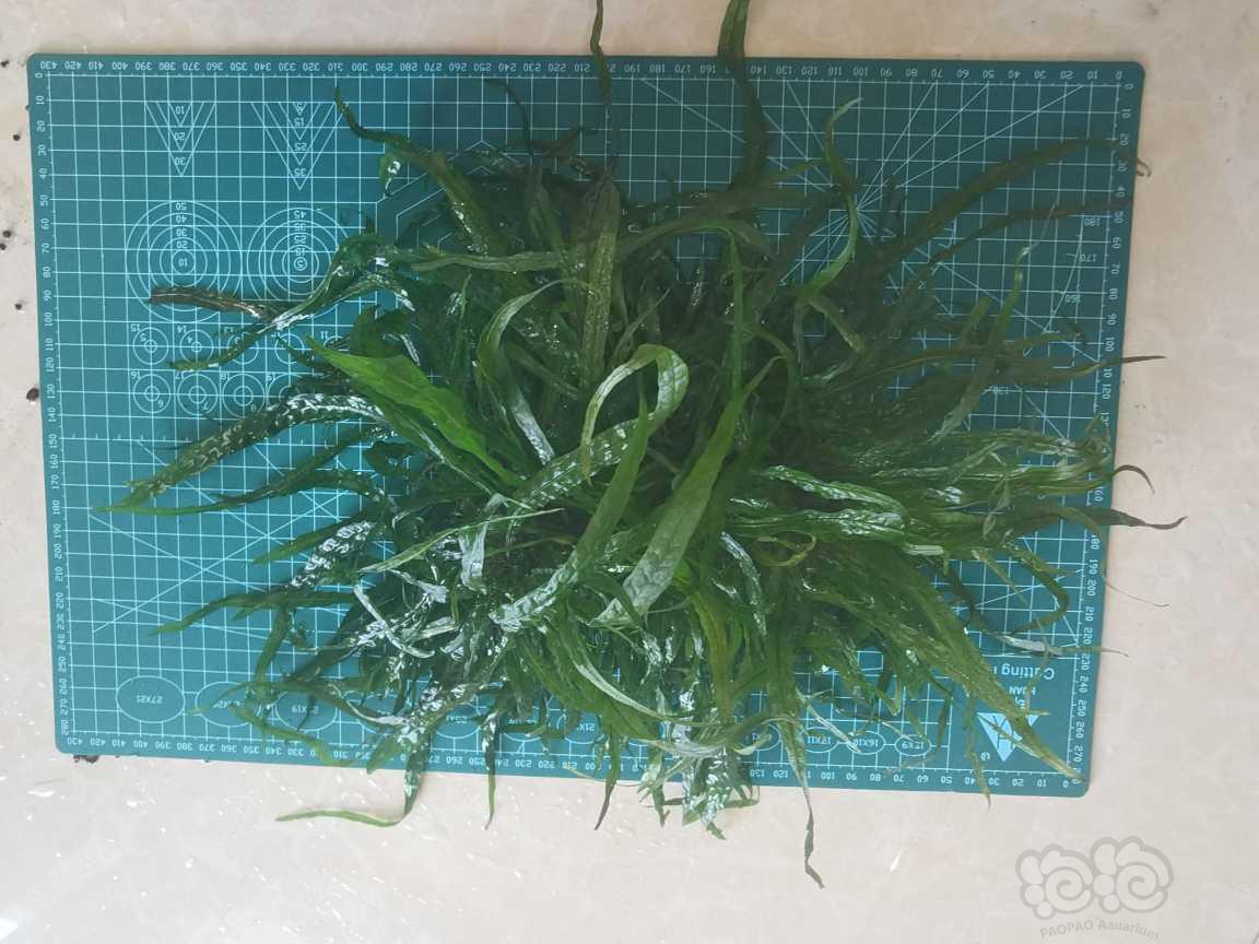 【水草】2023－04－07＃RMB拍卖细叶铁2-图1