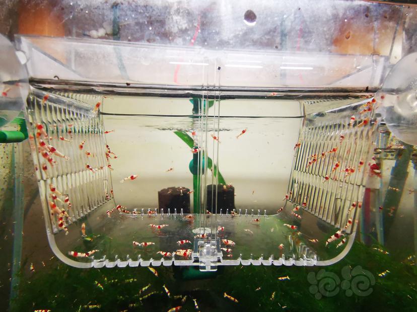 【虾】2023-04-05#RMB拍卖红白幼虾一组100只-图2