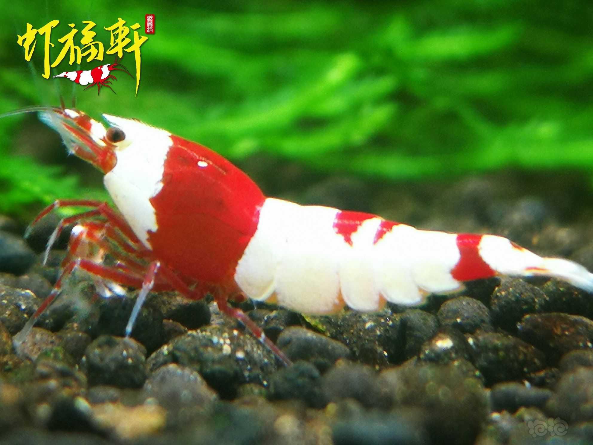 【虾】2023-04-19#RMB拍卖#红白丸子6只-图6