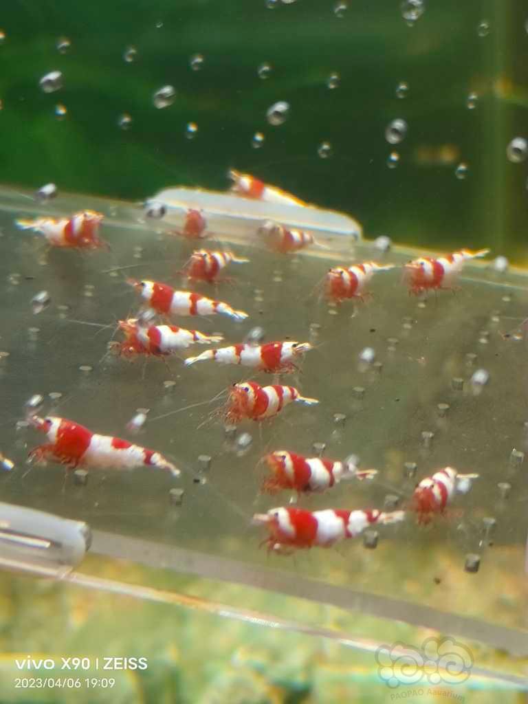【水晶虾】【出售】纯血红白繁殖组15母5公
【份数】一份20只-图7