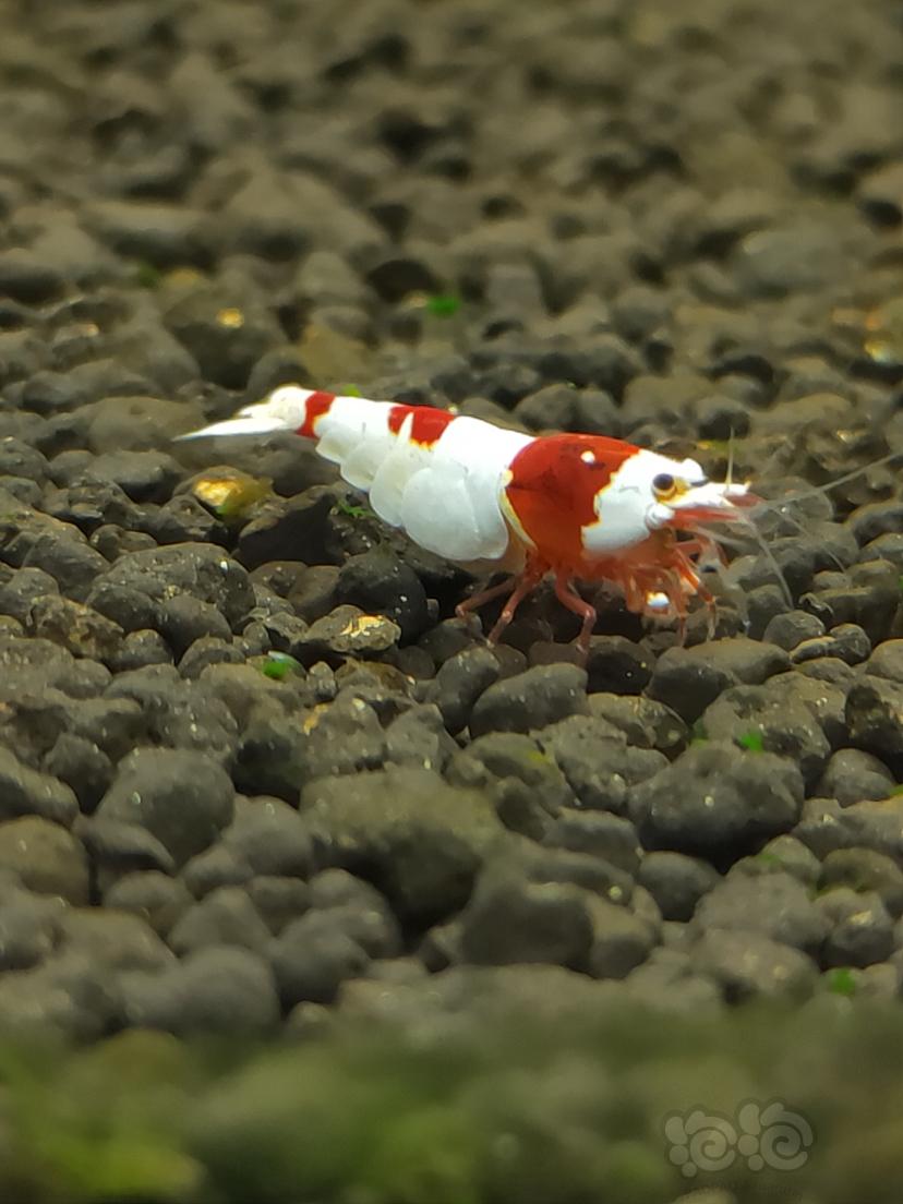 【水晶虾】红白水晶虾-图3