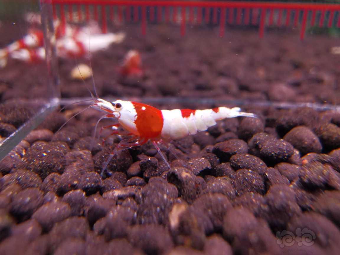 【水晶虾】长春出系统红白小虾-图9