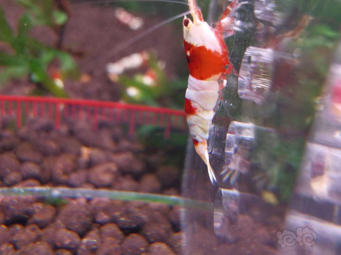 【水晶虾】长春出系统红白小虾-图3