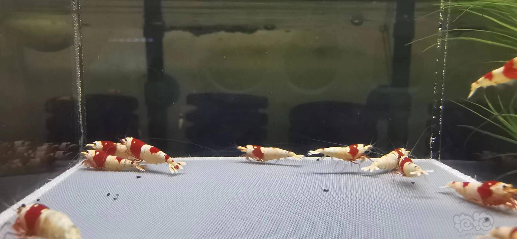 【虾】2023-04-11#RMB拍红白水晶虾繁殖组15只-图4