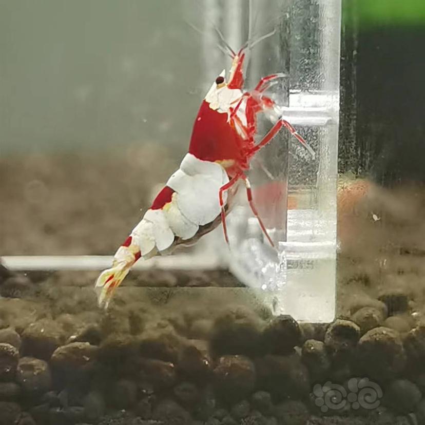 【水晶虾】苦咖啡血统红白水晶虾-图6