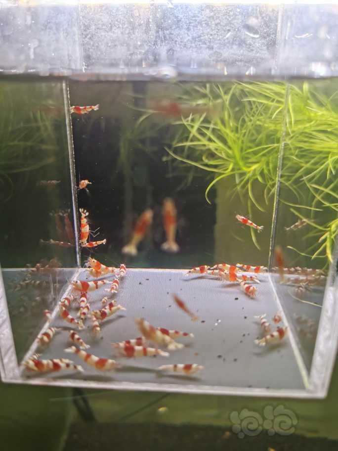 【虾】2023-04-21#RMB拍卖红白水晶虾40只-图5