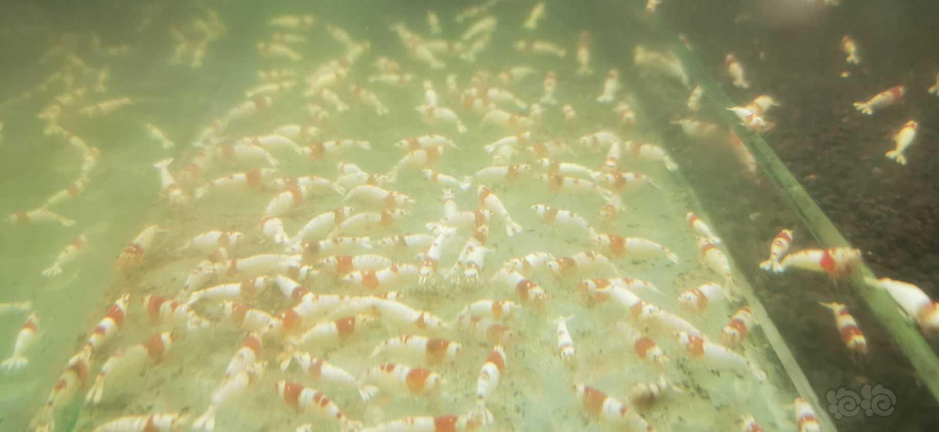 【水晶虾】出售红白母虾母虾母虾-图4