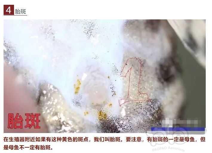 【出售】广州出L333帝王迷宫种鱼母。-图3