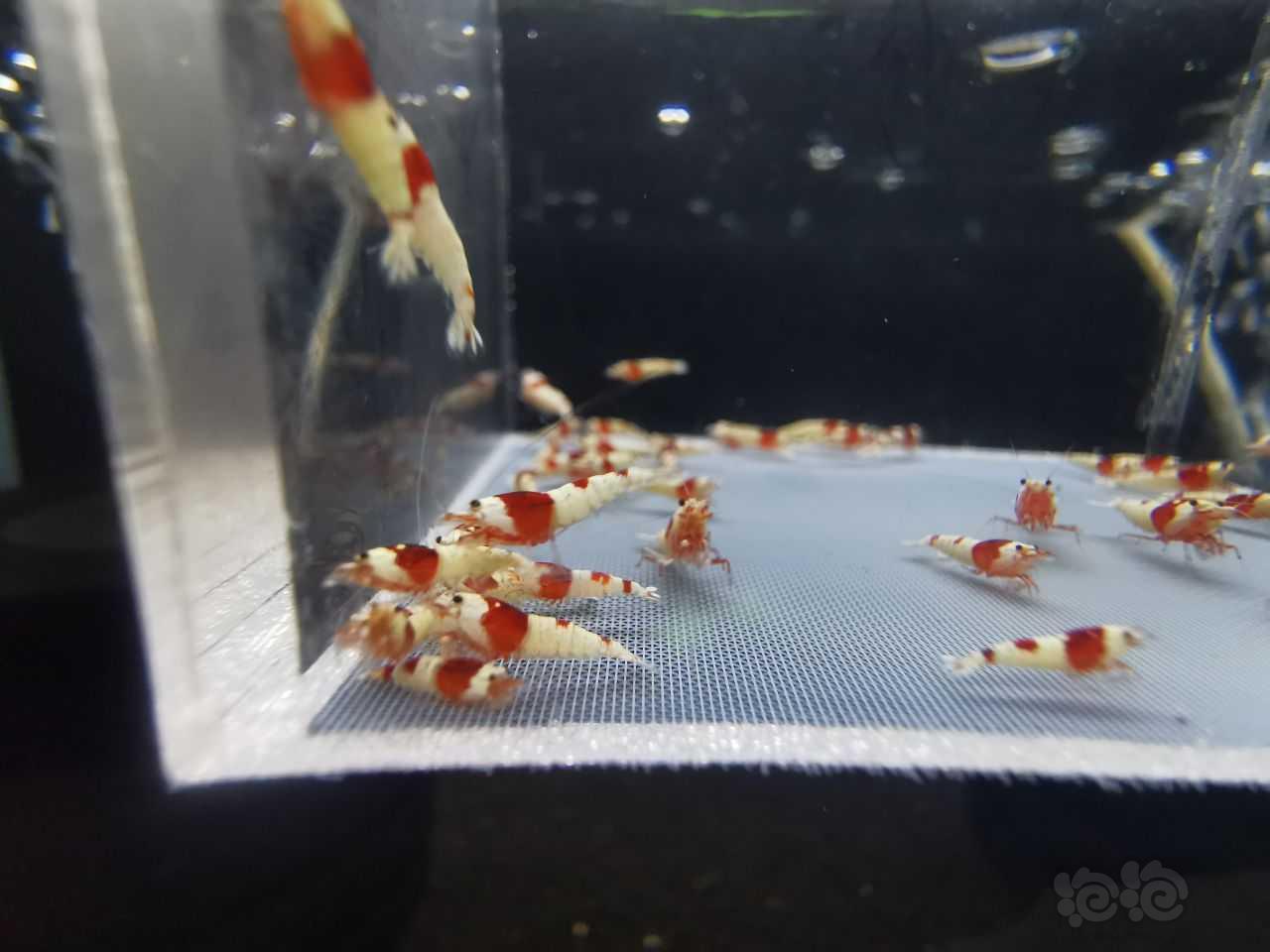 【虾】2023-05-11#RMB拍卖红白一份50只-图1
