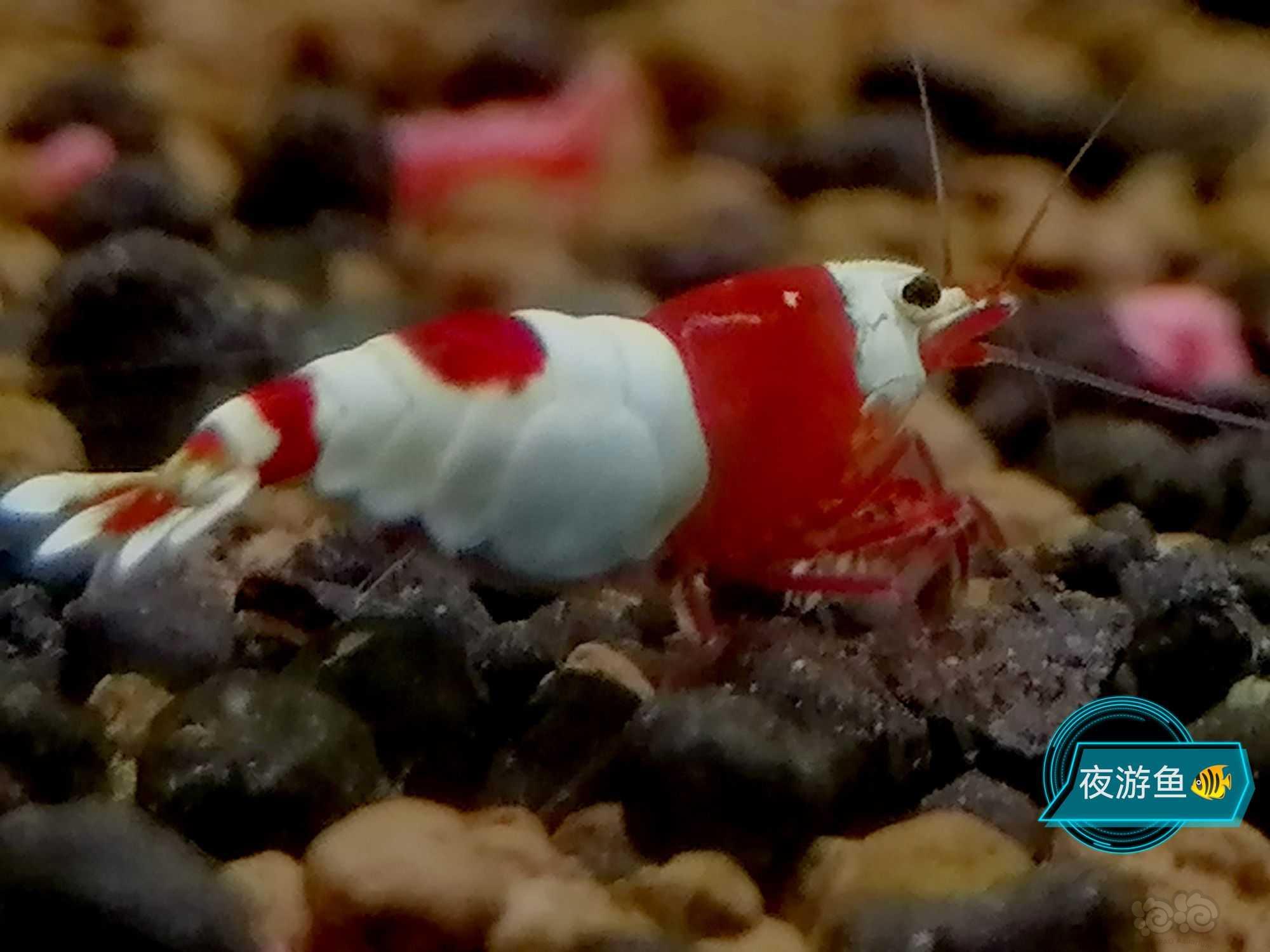 【水晶虾】红白  一公3母   2000元-图2