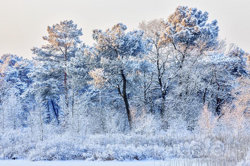 被霜覆盖的树木-图1