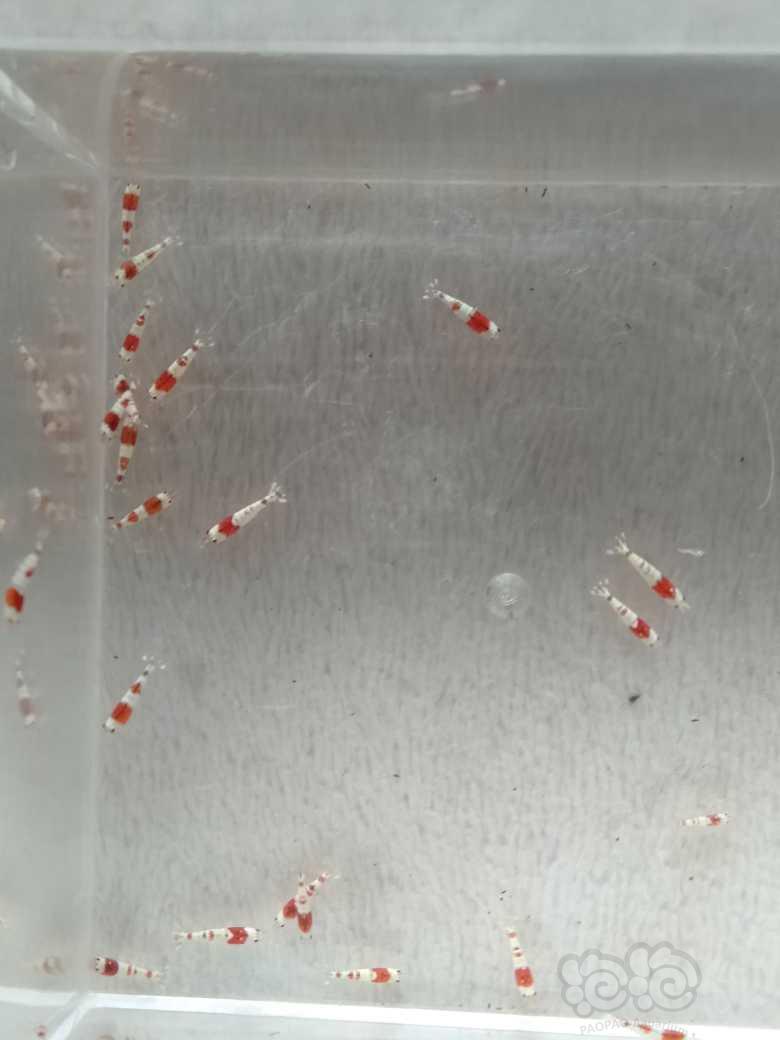 【虾】2023-05-3#RMB拍卖红白纯血一组30只-图1
