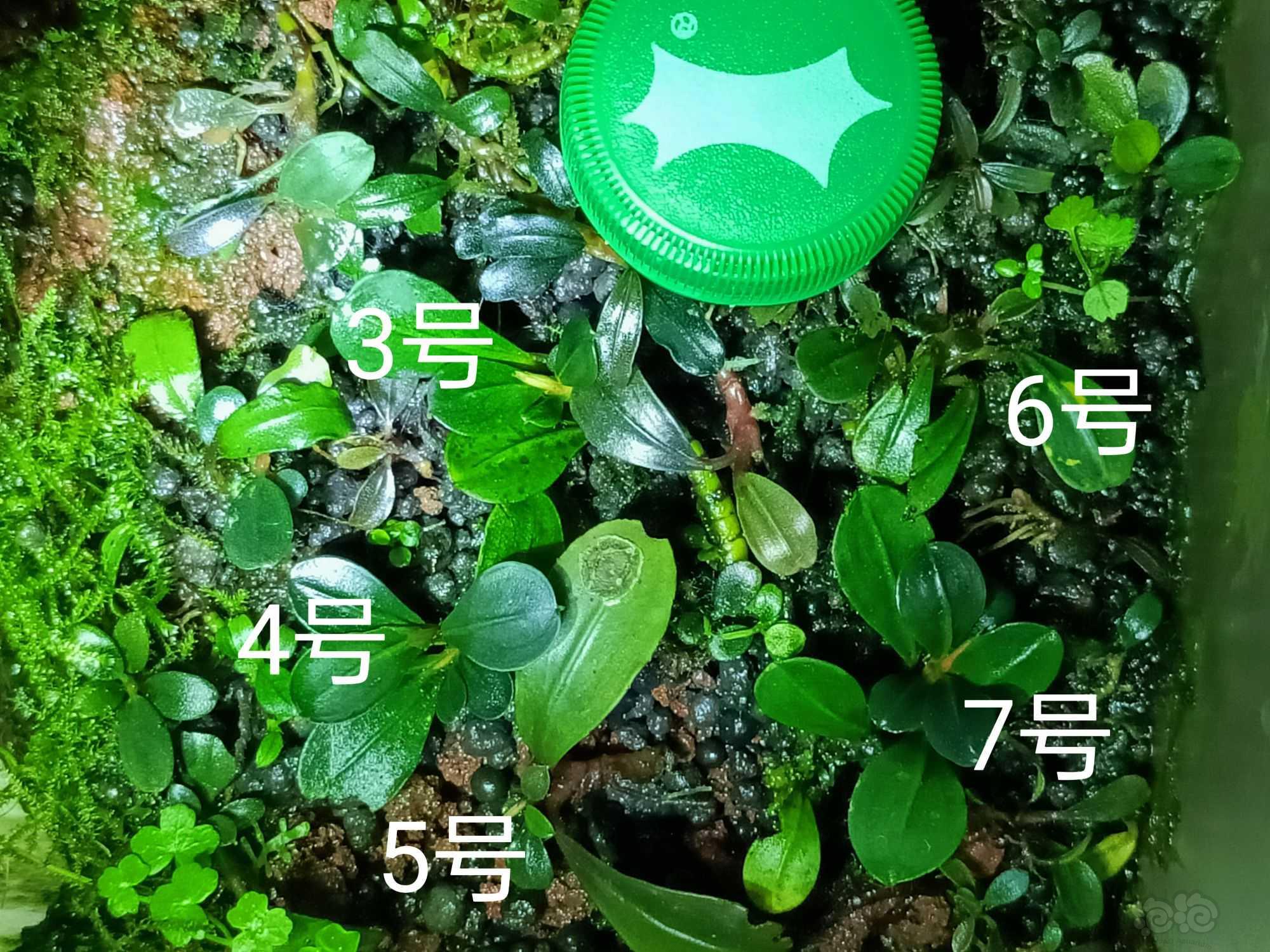 【辣椒榕】出水上野k-图2