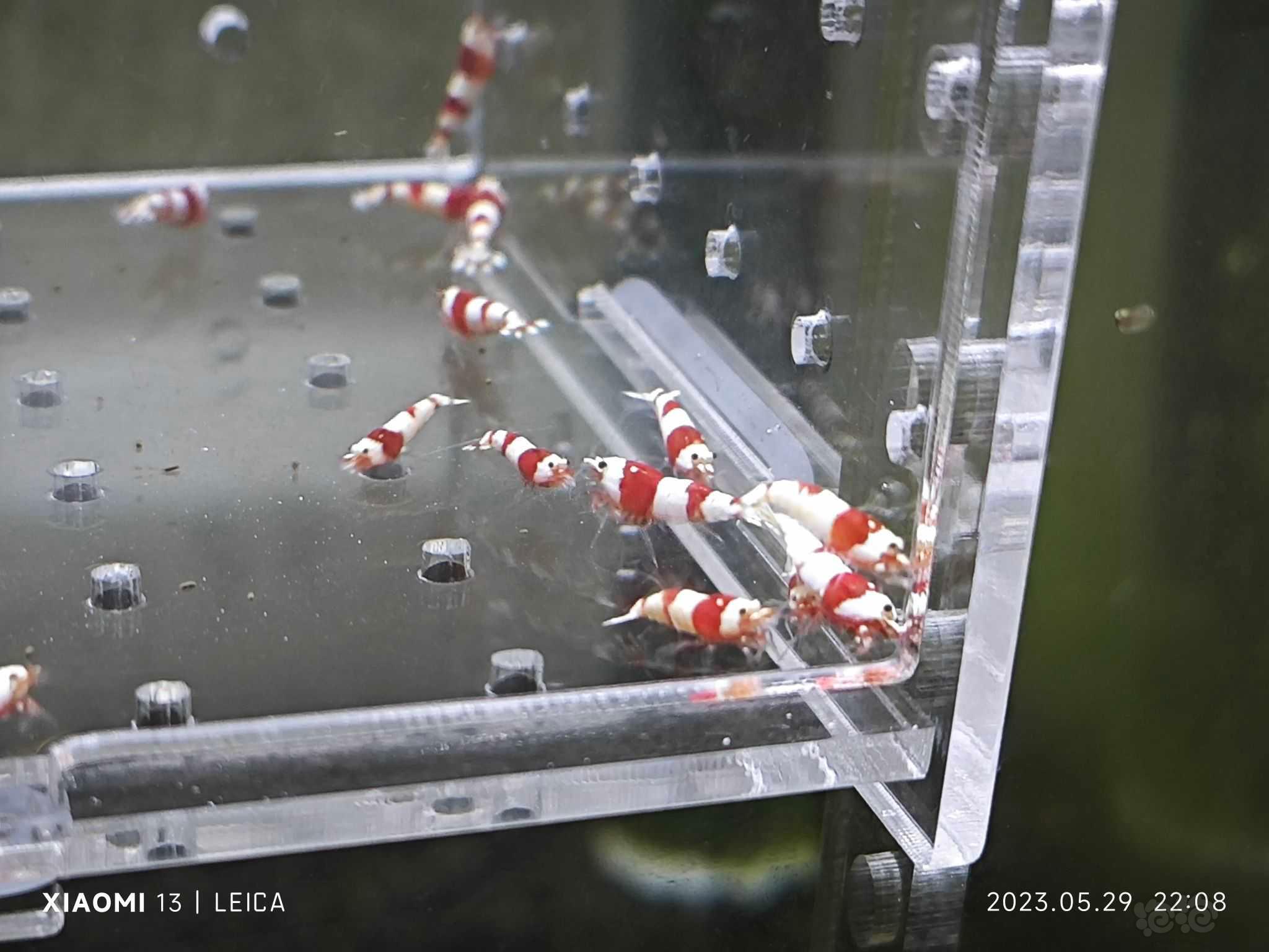 【水晶虾】出一份40只红白幼虾-图2