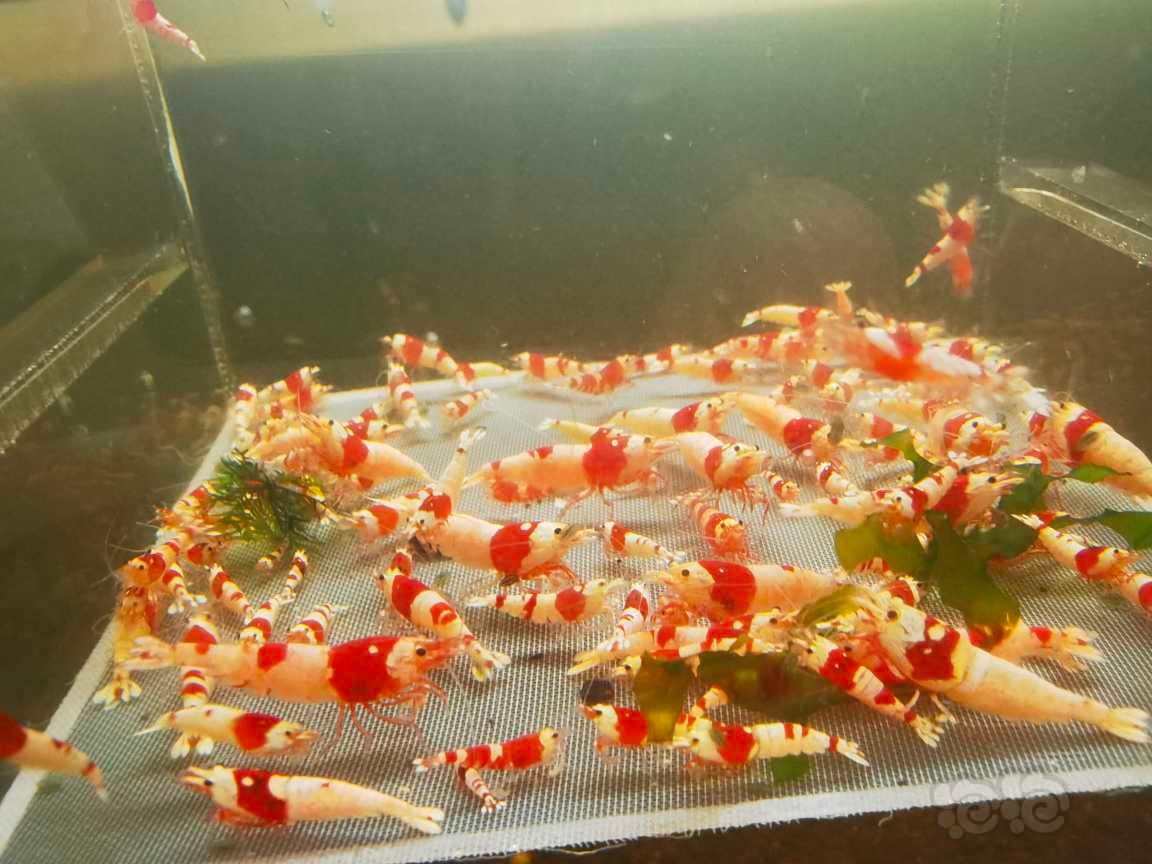 【虾】2023-05-21#RMB拍卖纯血红白一份100只-图2