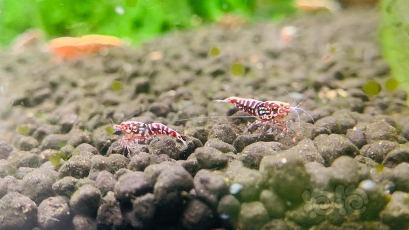 【水晶虾】出批量深血红银河产下的小虾0.6-1.0cm-图2