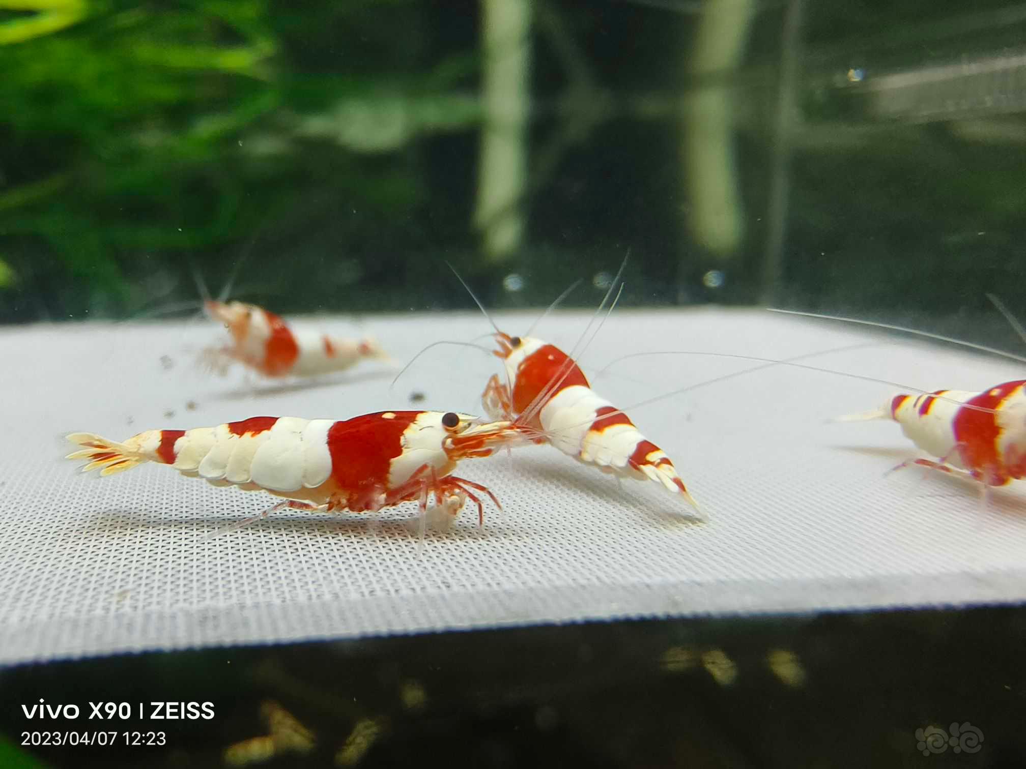 【水晶虾】【出售】高端纯血红白繁殖组10只，包邮
【厚甲】喜欢厚甲的来-图4
