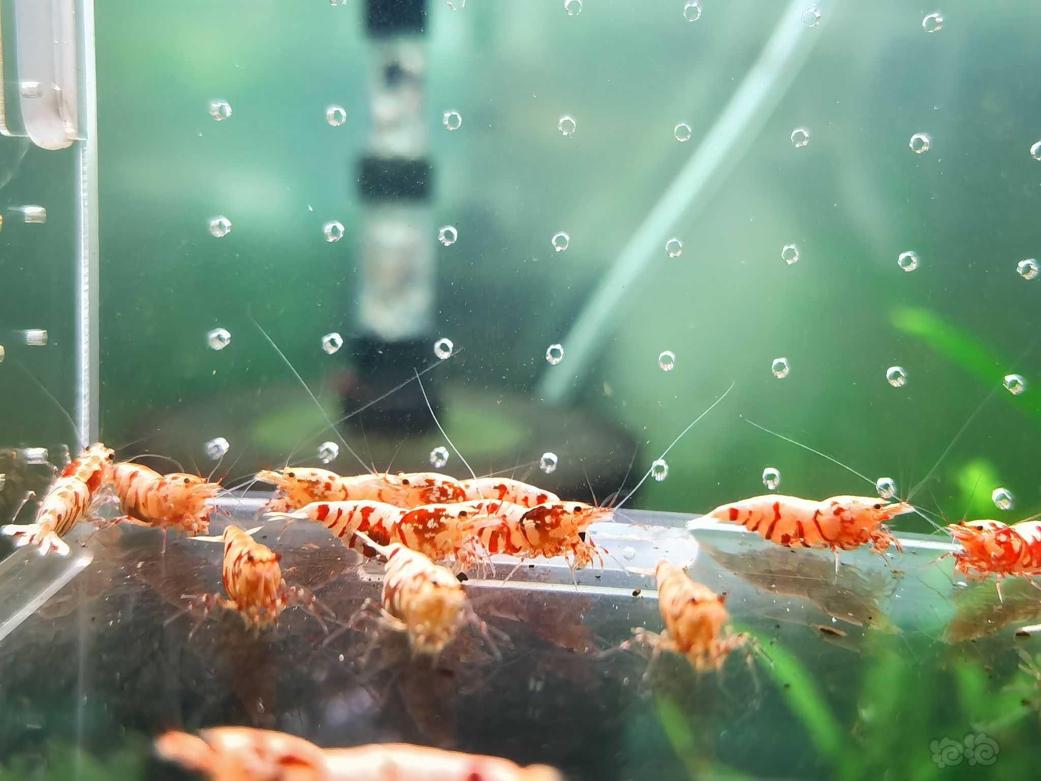 【水晶虾】出红花虎基因虾-图8