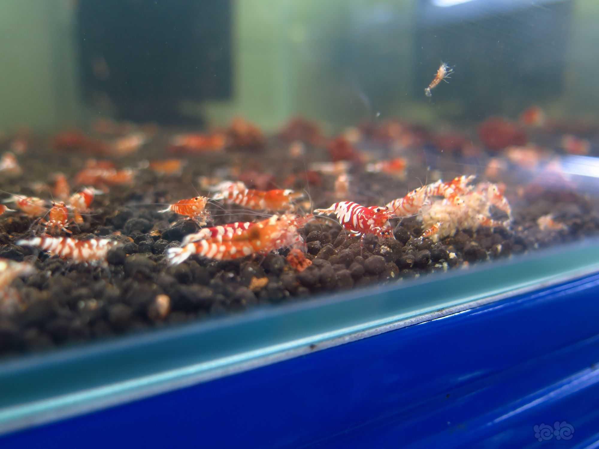 【水晶虾】广东清一缸红花虎水晶虾繁殖缸里面的种母-图5