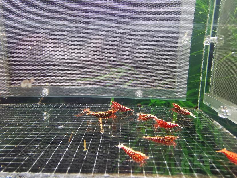 【虾】2023-05-31#RMB拍卖红银河淘汰繁殖组一份-图2